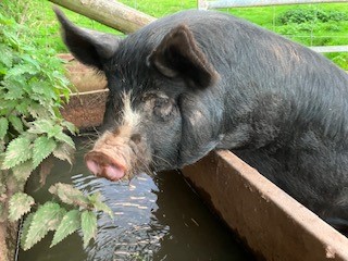 pig