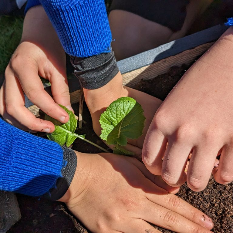 Children's hands are working together to plant some seedlings into the ground.